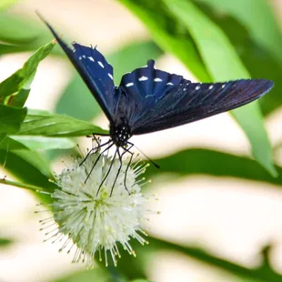 This nature preserve seems to be a real haven and breeding ground for some of these stunning butterflies!