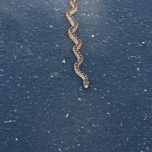 Ran into this snake as I was doing my cardio workout on the trail. Happy to say this was only a one time occurrence for me here.