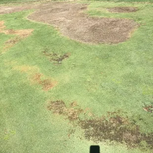 Greens