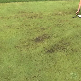 Greens