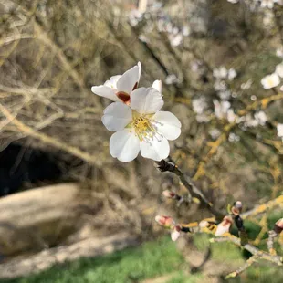 The trees are just beginning to bloom!  Perfect time for a visit.