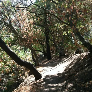 Brown summer leaves!