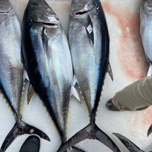 Blue fin tuna