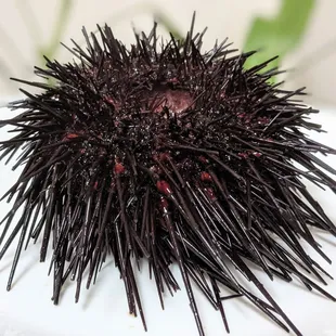 Live sea urchin, absolutely terrifying but so worth it for the treasure inside
