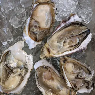 Fresh oysters