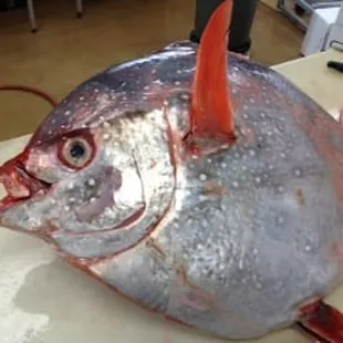 a close up of a fish