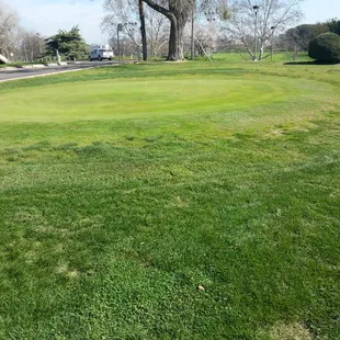 Practice Chipping Green - holes but no flags