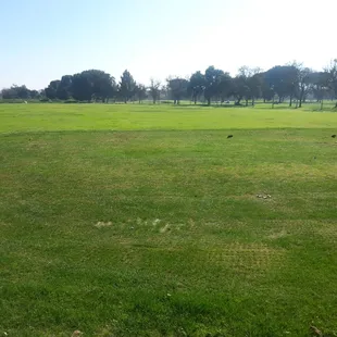 Driving Range at Dryden - all grass with 150, 200, &amp; 250 yard markers.