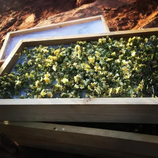 Capturing Fragrance with Enfleurage