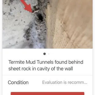 Termite tunnel