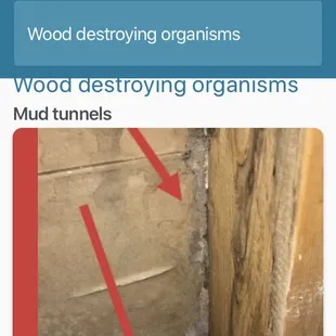 Termites build tunnels to keep in moister