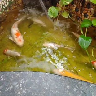 A fun Koi pond