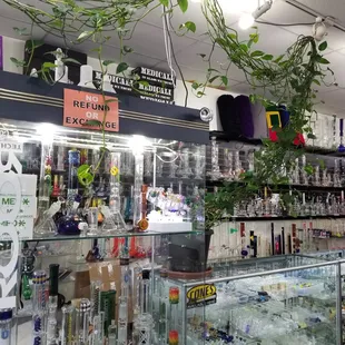 Our plant has been growing for 8 years