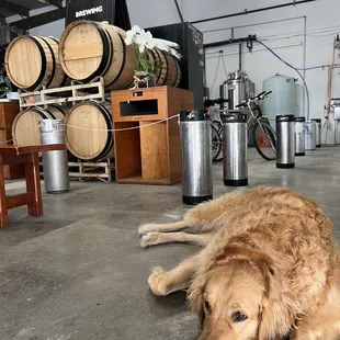 Brewery dog