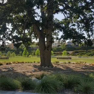 Huge tree right in the middle..