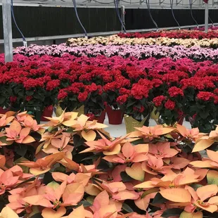 Several types of poinsettias