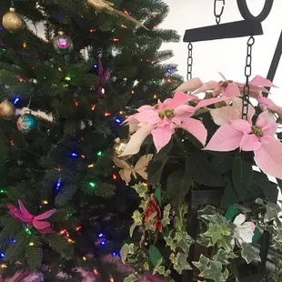 Christmas at Duarte Nursery.