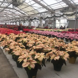 Poinsettias of every shade as far as the eye can see!