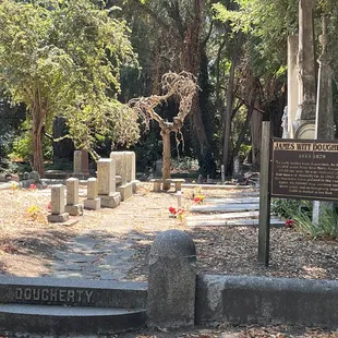 A great gnarled old tree