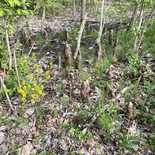 Cool flowers and plants