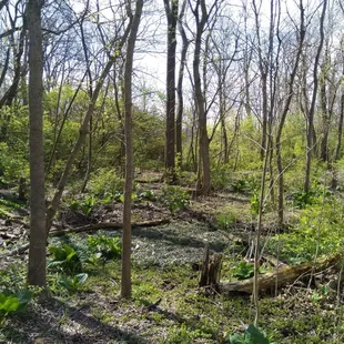 Wooded area.