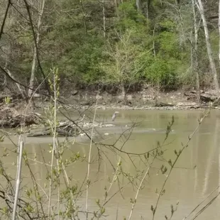 Scioto River view with blue heron.
