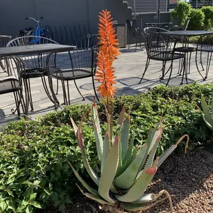 Aloe vera in bloom Spring in Phoenix 02/08/23 Duck and Decanter