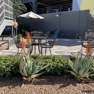 Aloe vera in bloom Spring in Phoenix 02/08/23 Duck and Decanter outdoor seating