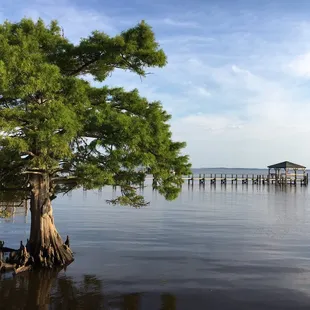 Cypress tree in the water.
