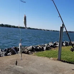 A pair of Stripe Bass shakers.