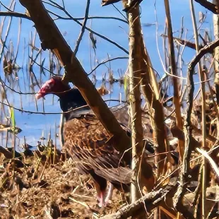 anyone know what kind of bird this is?