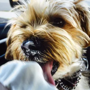 My pup gives Ducky's two thumbs up!