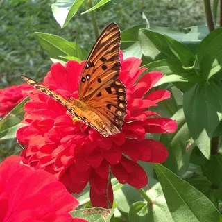 Susan Z.