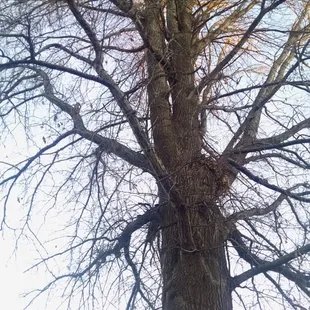 Dudley's Dew-Right Tree & Mulch