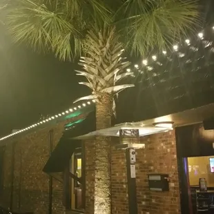 a palm tree in front of a restaurant