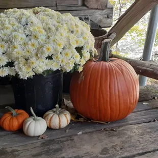 Fall at The Cabin