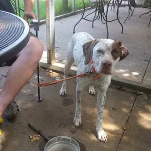 K9 friendly patio complete with water bowl.