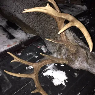 a dead deer in the snow