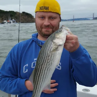 Steve H.