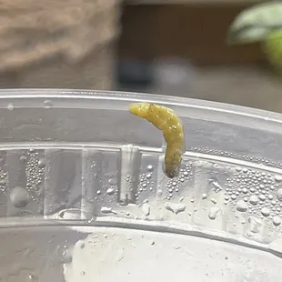 caterpillar in my soup