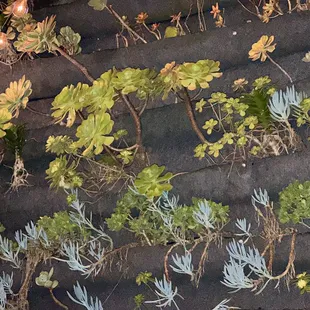 Wall garden along the patio tables