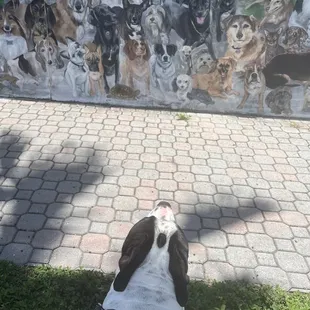 Attila checking out the dogedin wall