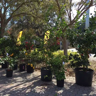 Fresh plants, herbs and trees.