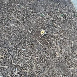 Who knows how long this bagel was sitting out here...