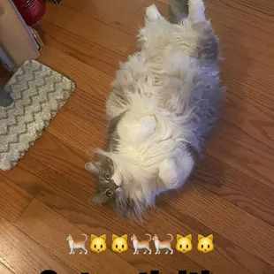  a cat laying on its back on the floor