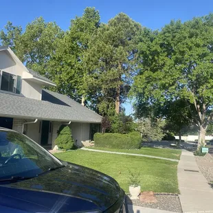 Trees after trimming