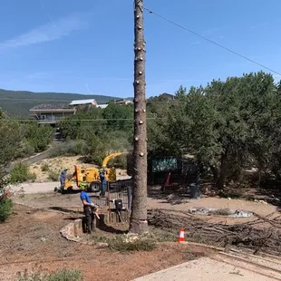 Limbed tree before felling