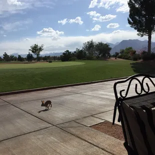 Great course, bunnies are everywhere!