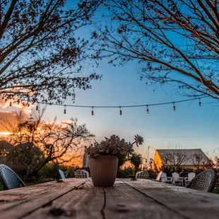 a wooden table with a potted plant on it