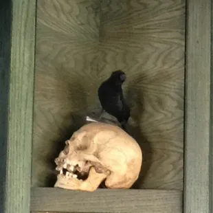 a skull with a crow on top